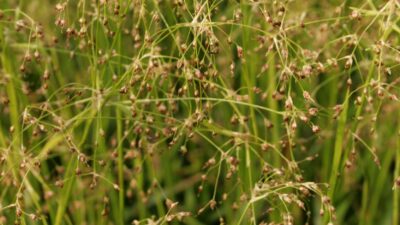 Luzula sylvatica
