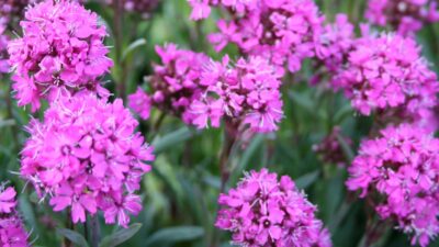 Lychnis alpina