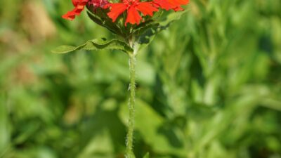 Lychnis chalcedonica