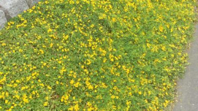 Lysimachia nummularia