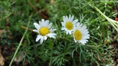 Tripleurospermum caucasicum