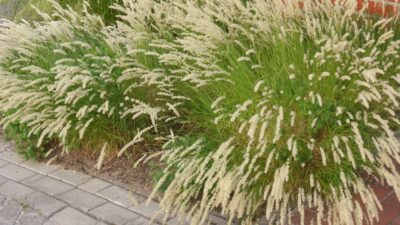 Melica ciliata