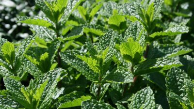 Mentha aquatica