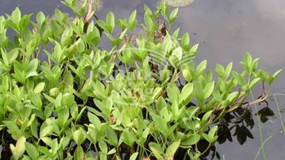Menyanthes trifoliata