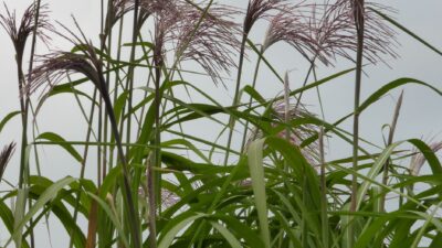 Miscanthus x giganteus 'Aksel Olsen'