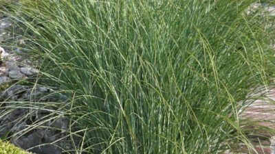Miscanthus sinensis 'Gracillimus'