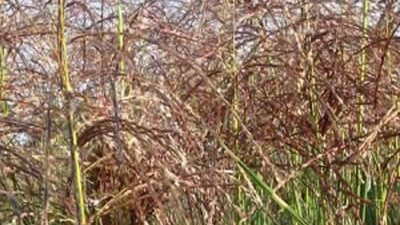 Miscanthus sinensis 'Graziella'