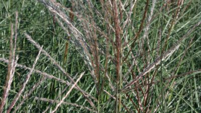 Miscanthus sinensis 'Kleine Silberspinne'