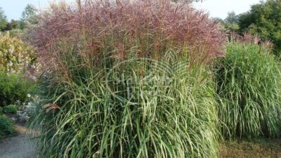 Miscanthus sinensis 'Malepartus'