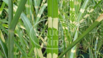 Miscanthus sinensis 'Strictus'