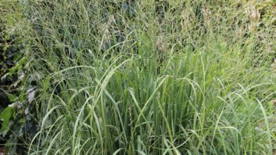 Molinia arundinacea 'Karl Foerster'
