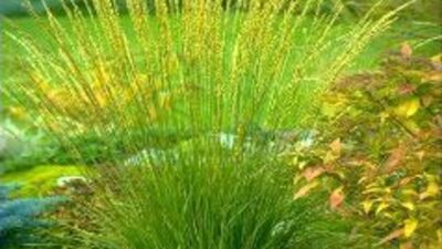Molinia arundinacea 'Transparent'