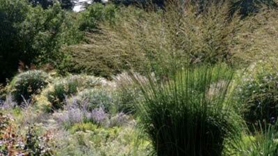 Molinia arundinacea 'Windspiel'