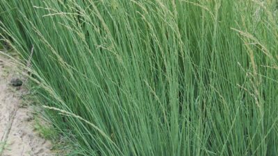 Molinia caerulea 'Heidebraut'