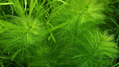 Myriophyllum verticillatum