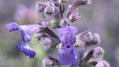 Nepeta x faassenii 'Six Hills Giant'