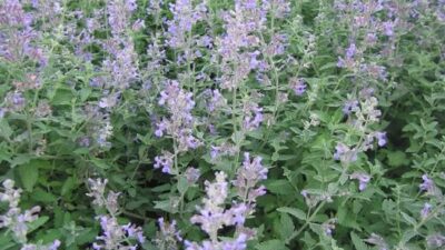 Nepeta x faassenii