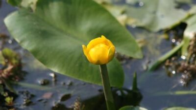 Nuphar lutea