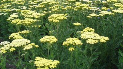 Achillea filipendulina 'Credo'