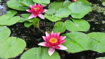 Nymphaea x cult. 'Attraction'