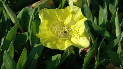 Oenothera macrocarpa