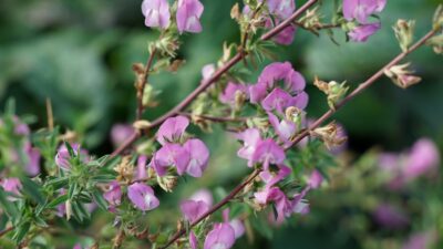 Ononis spinosa
