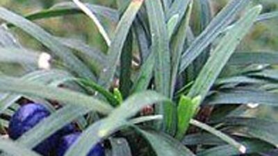 Ophiopogon japonicus 'Minor'