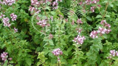 Origanum vulgare