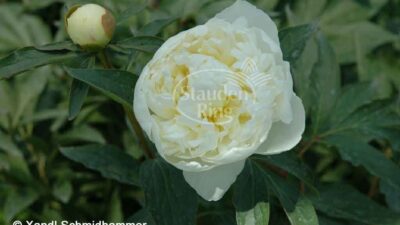 Paeonia lactiflora 'Duchesse de Nemours'
