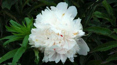 Paeonia lactiflora 'Festiva Maxima'