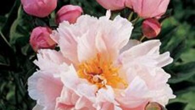 Paeonia lactiflora 'Lady Alexandra Duff'
