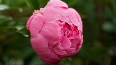 Paeonia lactiflora 'Sarah Bernhardt'