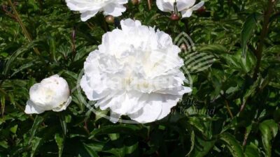 Paeonia officinalis 'Alba Plena'