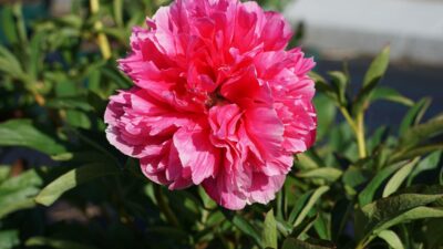 Paeonia officinalis 'Rosea Plena'