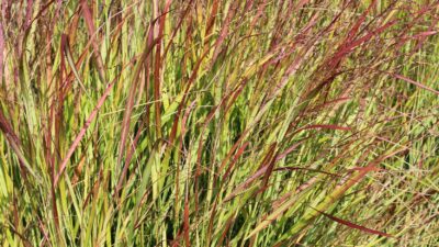 Panicum virgatum 'Rehbraun'