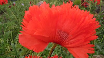 Papaver orientale 'Türkenlouis'