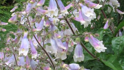 Penstemon hirsutus