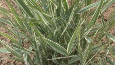 Phalaris arundinacea