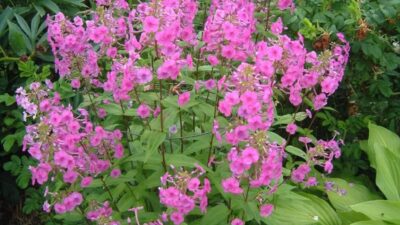 Phlox maculata 'Alpha'