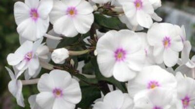 Phlox maculata 'Omega'
