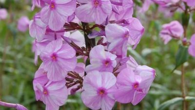 Phlox maculata 'Rosalinde'