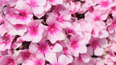 Phlox paniculata 'Bright Eyes'