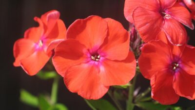 Phlox paniculata 'Orange'