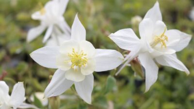 Aquilegia caerulea 'Kristall'