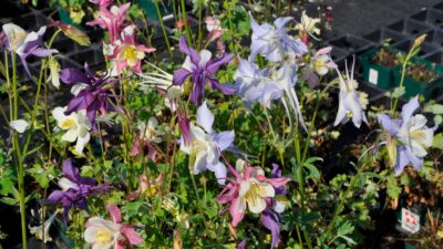 Aquilegia caerulea 'McKana'