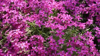 Phlox subulata 'Atropurpurea'
