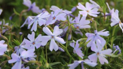 Phlox subulata 'Emerald Cushion Blue'