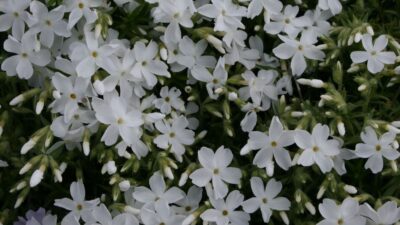 Phlox subulata 'White Delight'