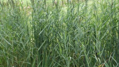 Phragmites australis