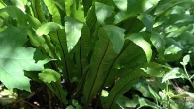 Asplenium scolopendrium